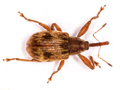 Furcipus rectirostris